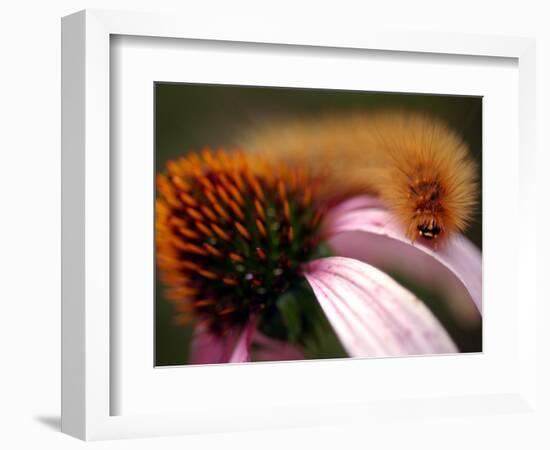 A Fuzzy Caterpillar Inches Along the Top of a Purple Coneflower-null-Framed Photographic Print