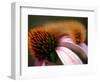 A Fuzzy Caterpillar Inches Along the Top of a Purple Coneflower-null-Framed Photographic Print