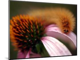A Fuzzy Caterpillar Inches Along the Top of a Purple Coneflower-null-Mounted Photographic Print
