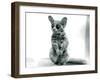 A Galago Moholi, or Mohol Bushbaby at London Zoo, 12th September 1913-Frederick William Bond-Framed Photographic Print