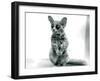 A Galago Moholi, or Mohol Bushbaby at London Zoo, 12th September 1913-Frederick William Bond-Framed Photographic Print