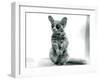 A Galago Moholi, or Mohol Bushbaby at London Zoo, 12th September 1913-Frederick William Bond-Framed Photographic Print