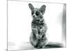 A Galago Moholi, or Mohol Bushbaby at London Zoo, 12th September 1913-Frederick William Bond-Mounted Photographic Print