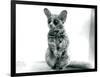 A Galago Moholi, or Mohol Bushbaby at London Zoo, 12th September 1913-Frederick William Bond-Framed Photographic Print