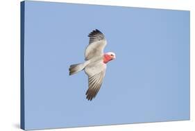 A Galah (Eolophus Roseicapilla) in Flight in Southwest Australia-Neil Losin-Stretched Canvas