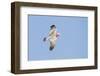 A Galah (Eolophus Roseicapilla) in Flight in Southwest Australia-Neil Losin-Framed Photographic Print