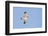 A Galah (Eolophus Roseicapilla) in Flight in Southwest Australia-Neil Losin-Framed Photographic Print