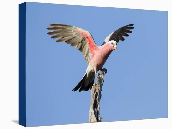 A Galah (Eolophus Roseicapilla) Landing in Southwest Australia.-Neil Losin-Stretched Canvas