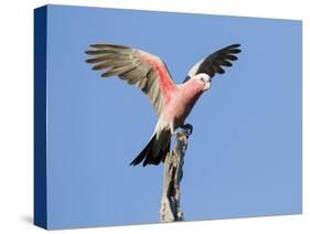 A Galah (Eolophus Roseicapilla) Landing in Southwest Australia.-Neil Losin-Stretched Canvas