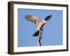 A Galah (Eolophus Roseicapilla) Landing in Southwest Australia.-Neil Losin-Framed Photographic Print