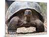 A Galapagos giant tortoise (Chelonoidis spp) in Urbina Bay, Isabela Island, Galapagos, Ecuador-Michael Nolan-Mounted Photographic Print