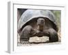 A Galapagos giant tortoise (Chelonoidis spp) in Urbina Bay, Isabela Island, Galapagos, Ecuador-Michael Nolan-Framed Photographic Print