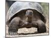 A Galapagos giant tortoise (Chelonoidis spp) in Urbina Bay, Isabela Island, Galapagos, Ecuador-Michael Nolan-Mounted Photographic Print