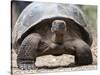 A Galapagos giant tortoise (Chelonoidis spp) in Urbina Bay, Isabela Island, Galapagos, Ecuador-Michael Nolan-Stretched Canvas