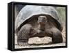 A Galapagos giant tortoise (Chelonoidis spp) in Urbina Bay, Isabela Island, Galapagos, Ecuador-Michael Nolan-Framed Stretched Canvas