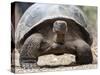 A Galapagos giant tortoise (Chelonoidis spp) in Urbina Bay, Isabela Island, Galapagos, Ecuador-Michael Nolan-Stretched Canvas