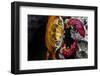 A Galapagos Islands Sally Lightfoot Crab on a Rock-Karine Aigner-Framed Photographic Print
