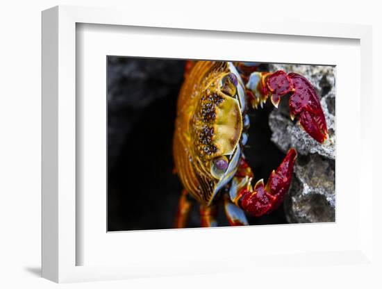 A Galapagos Islands Sally Lightfoot Crab on a Rock-Karine Aigner-Framed Photographic Print