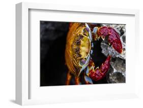 A Galapagos Islands Sally Lightfoot Crab on a Rock-Karine Aigner-Framed Photographic Print