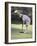 A Game of Croquet-null-Framed Photographic Print