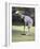 A Game of Croquet-null-Framed Photographic Print