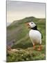 A gaping puffin (Fratercula arctica) captured at the Wick on Skomer Island, Pembrokeshire, Wales, U-Matthew Cattell-Mounted Photographic Print