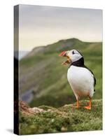 A gaping puffin (Fratercula arctica) captured at the Wick on Skomer Island, Pembrokeshire, Wales, U-Matthew Cattell-Stretched Canvas