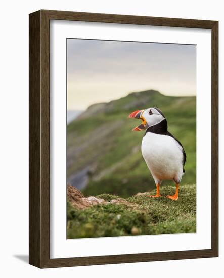 A gaping puffin (Fratercula arctica) captured at the Wick on Skomer Island, Pembrokeshire, Wales, U-Matthew Cattell-Framed Photographic Print