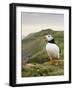 A gaping puffin (Fratercula arctica) captured at the Wick on Skomer Island, Pembrokeshire, Wales, U-Matthew Cattell-Framed Photographic Print