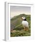 A gaping puffin (Fratercula arctica) captured at the Wick on Skomer Island, Pembrokeshire, Wales, U-Matthew Cattell-Framed Photographic Print