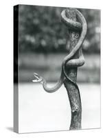A Gaping Texas Rat Snake Coiled around a Vertical Branch at London Zoo in August 1928 (B/W Photo)-Frederick William Bond-Stretched Canvas