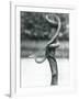 A Gaping Texas Rat Snake Coiled around a Vertical Branch at London Zoo in August 1928 (B/W Photo)-Frederick William Bond-Framed Giclee Print