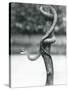 A Gaping Texas Rat Snake Coiled around a Vertical Branch at London Zoo in August 1928 (B/W Photo)-Frederick William Bond-Stretched Canvas