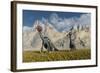 A Gathering of Caudipteryx Feathered Dinosaurs-Stocktrek Images-Framed Art Print