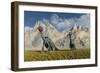 A Gathering of Caudipteryx Feathered Dinosaurs-Stocktrek Images-Framed Art Print