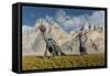 A Gathering of Caudipteryx Feathered Dinosaurs-Stocktrek Images-Framed Stretched Canvas