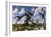 A Gathering of Different Types of Robots-Stocktrek Images-Framed Art Print