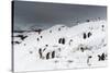 A Gentoo penguin colony (Pygoscelis papua) near Groussac Argentinian hut, Petermann Island, Antarct-Sergio Pitamitz-Stretched Canvas