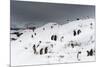 A Gentoo penguin colony (Pygoscelis papua) near Groussac Argentinian hut, Petermann Island, Antarct-Sergio Pitamitz-Mounted Photographic Print