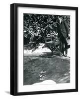 A Gentoo Penguin Dives after Fish That the Keeper Has Just Thrown into its Pool-Frederick William Bond-Framed Premium Photographic Print