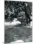 A Gentoo Penguin Dives after Fish That the Keeper Has Just Thrown into its Pool-Frederick William Bond-Mounted Photographic Print