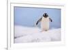 A gentoo penguin (Pygoscelis papua), Petermann Island, Antarctica, Polar Regions-Sergio Pitamitz-Framed Photographic Print