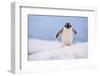 A gentoo penguin (Pygoscelis papua), Petermann Island, Antarctica, Polar Regions-Sergio Pitamitz-Framed Photographic Print