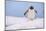 A gentoo penguin (Pygoscelis papua), Petermann Island, Antarctica, Polar Regions-Sergio Pitamitz-Mounted Photographic Print