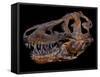 A Genuine Fossilized Skull of a T. Rex-Stocktrek Images-Framed Stretched Canvas