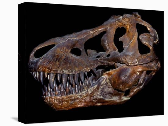 A Genuine Fossilized Skull of a T. Rex-Stocktrek Images-Stretched Canvas