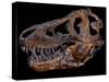 A Genuine Fossilized Skull of a T. Rex-Stocktrek Images-Stretched Canvas