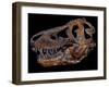 A Genuine Fossilized Skull of a T. Rex-Stocktrek Images-Framed Photographic Print