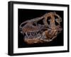 A Genuine Fossilized Skull of a T. Rex-Stocktrek Images-Framed Photographic Print