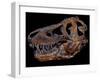 A Genuine Fossilized Skull of a T. Rex-Stocktrek Images-Framed Photographic Print